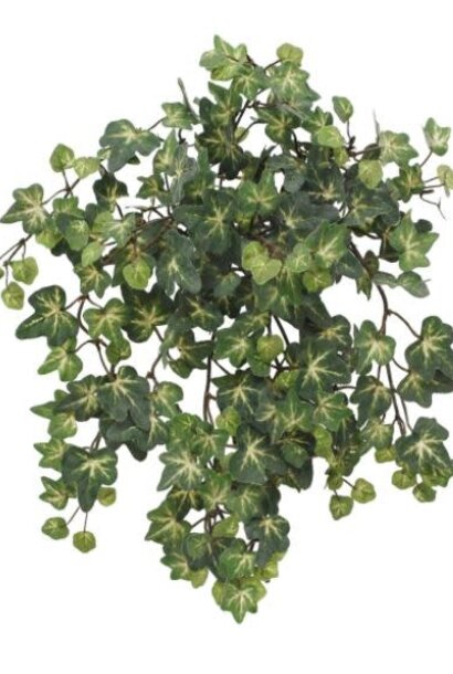 English Ivy | The Floral Collection, Green -