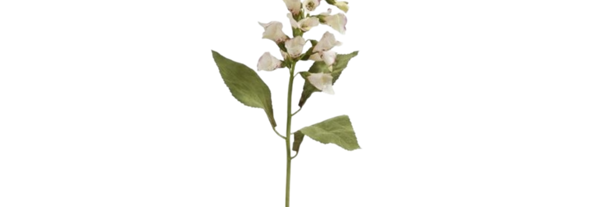 Foxglove | The Floral Collection, Cream & Wine - 11 Inch x 6 Inch x 31.5 Inch