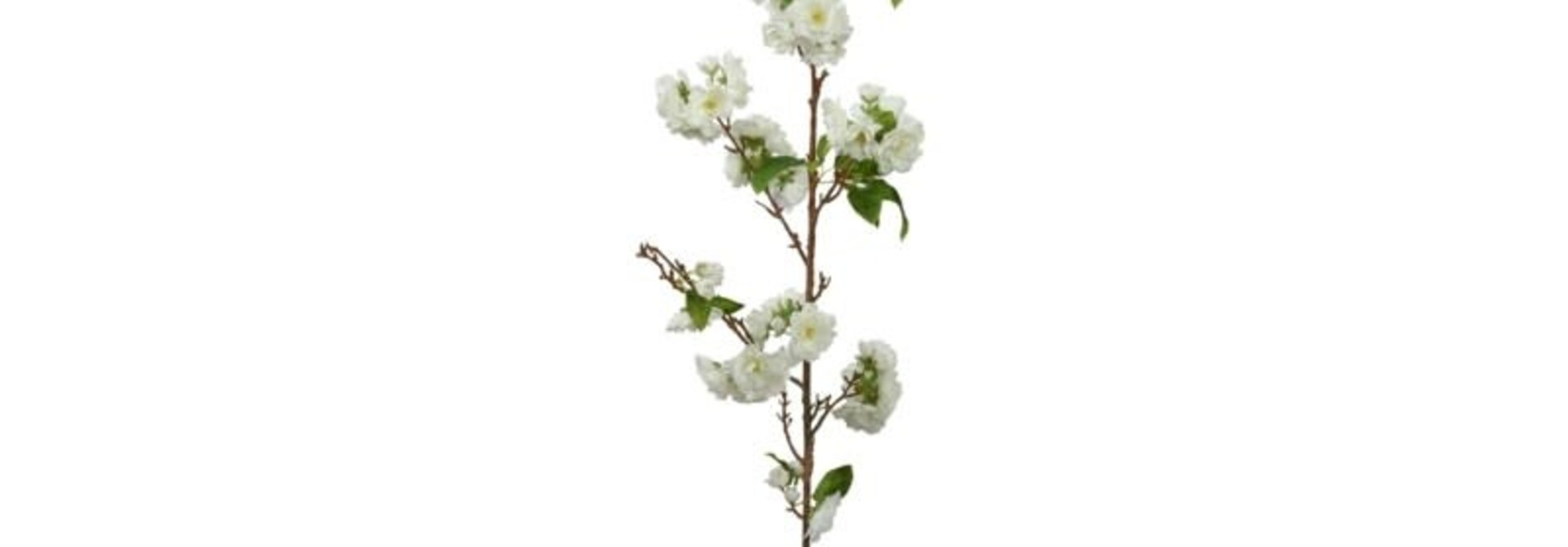 Cherry Blossom | The Floral Collection, White - 7 Inch x 4 Inch x 50 Inch
