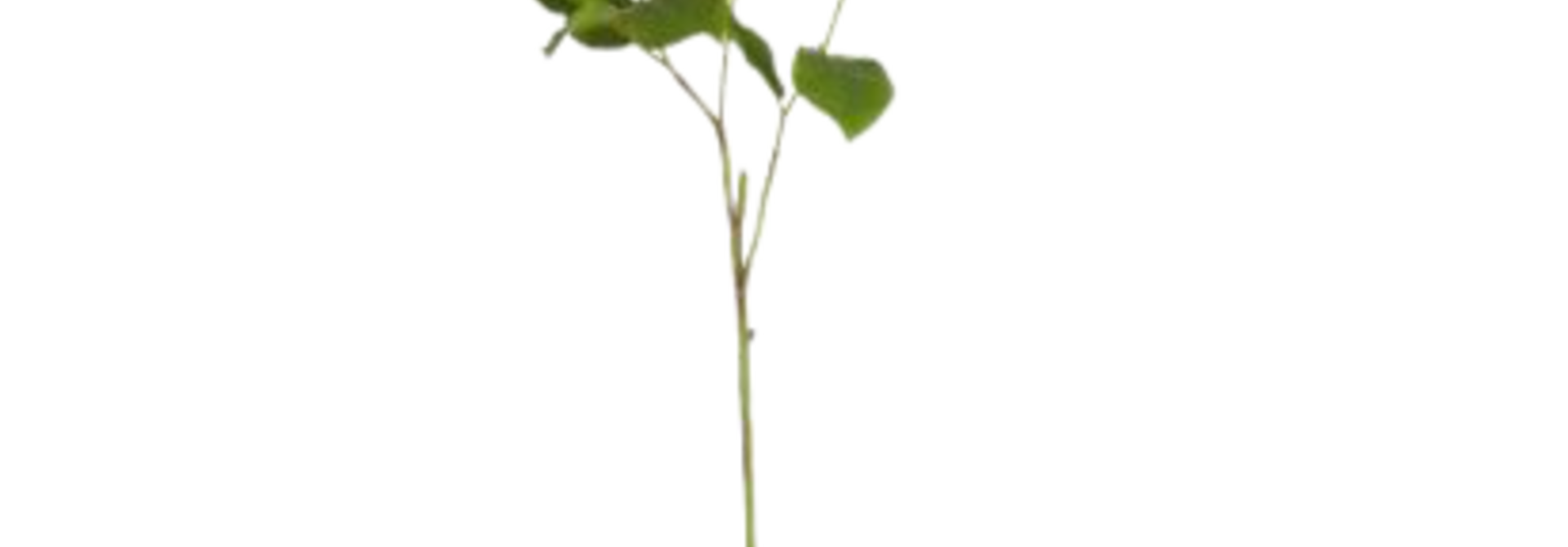 Salal Leaf | The Floral Collection - 13 Inch x 10 Inch x 32.5 Inch