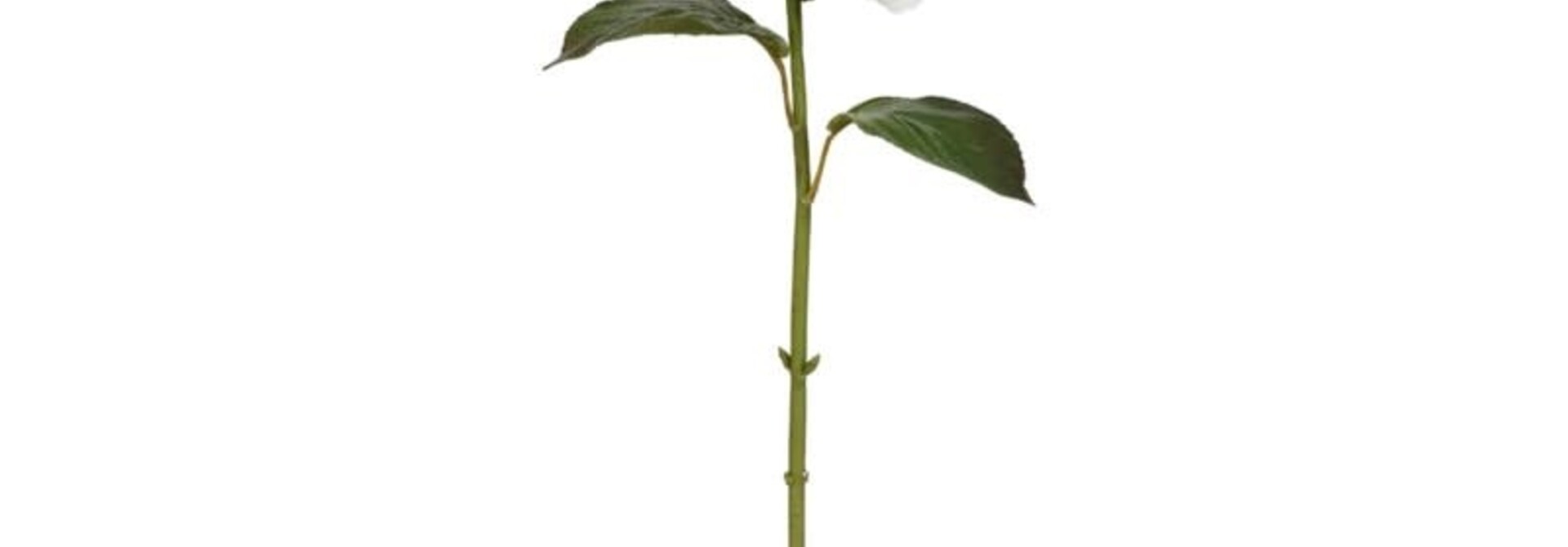 Hydrangea | The Floral Collection, White - 11 Inch x 8 Inch x 29 Inch