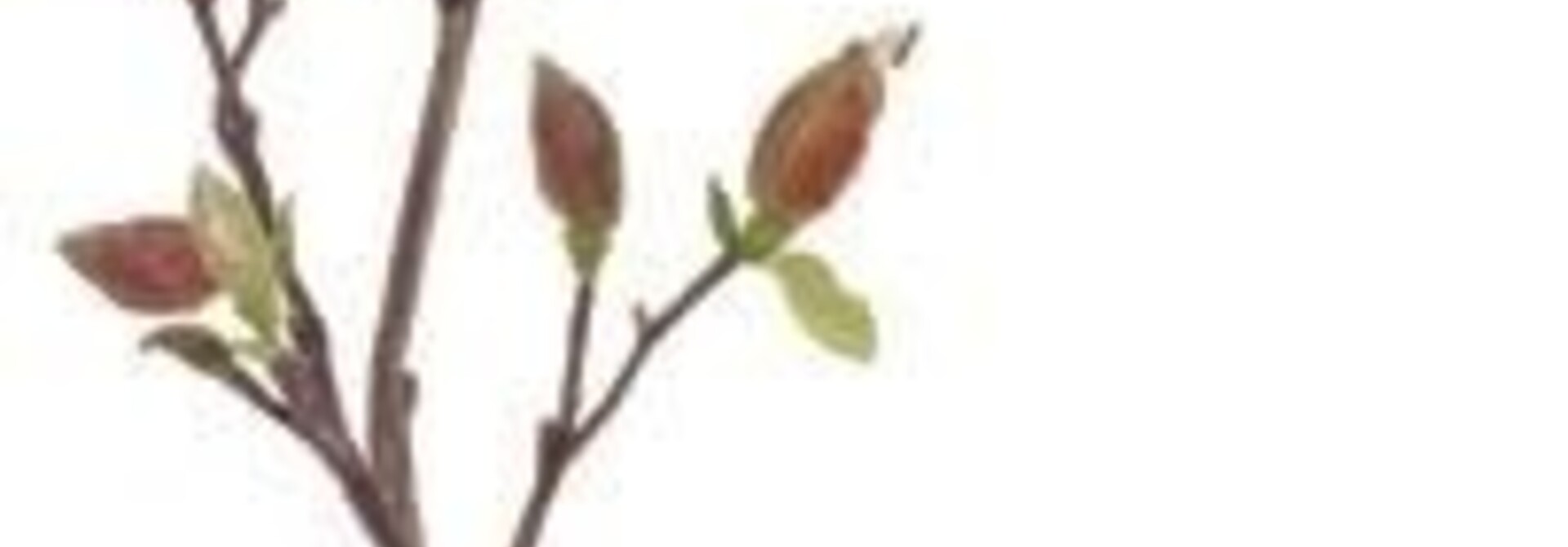 Tree Magnolia Bud Branch | The Floral Collection, Natural - 8 Inch x 6 Inch x 38 Inch