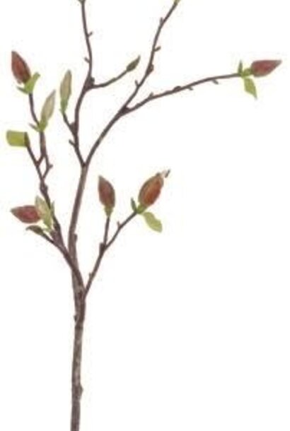 Tree Magnolia Bud Branch | The Floral Collection, Natural - 8 Inch x 6 Inch x 38 Inch