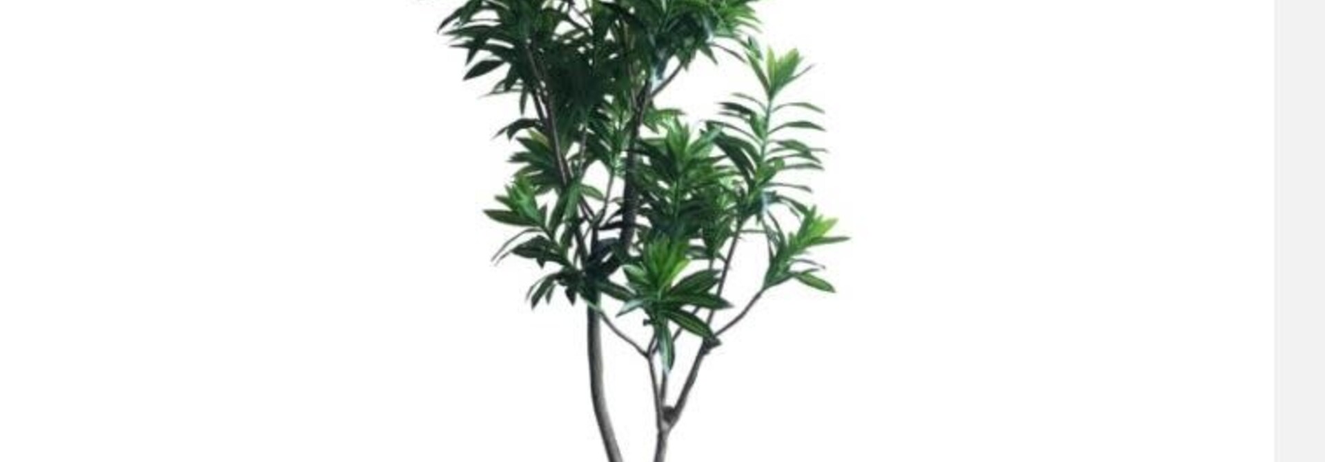 Dracaena Refexa | The Tree Collection -  37.5 Inch x 35.5 Inch x 71 Inch