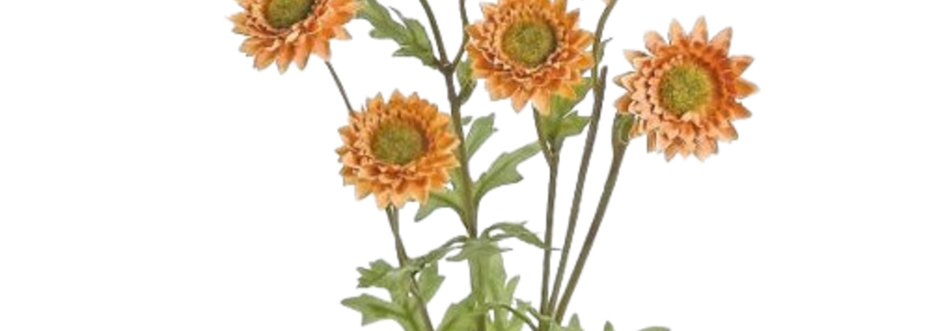 Strawflower | The Floral Collection, Tobacco - 25 Inch
