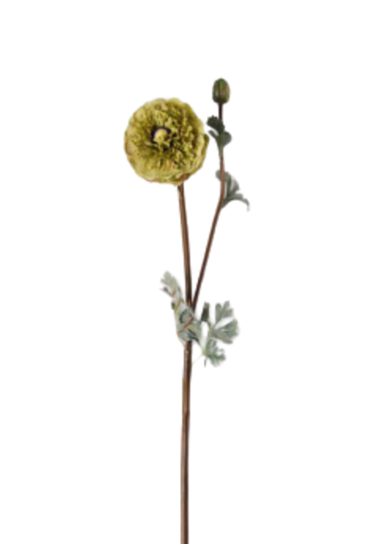 Ranunculus | The Floral Collection Stem, Green - 28 Inch