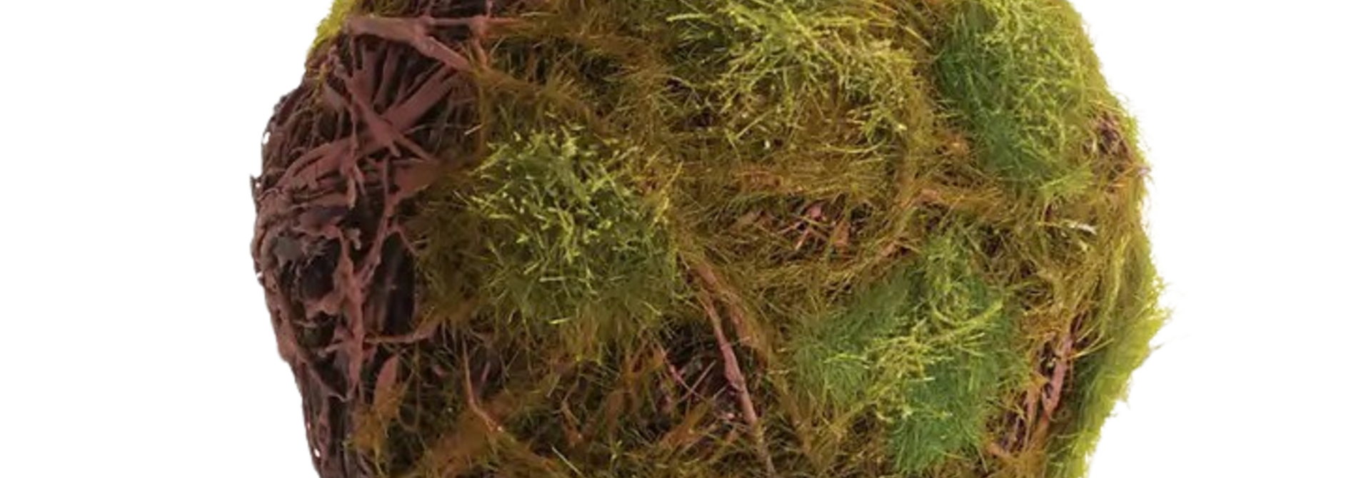 Moss Orb | The Filler Collection, 4.5 Inch x 4.5 Inch x 4.5 Inch
