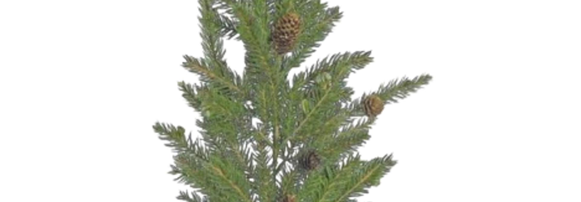 Angel Fir | The Holiday Floral Collection, Green - 29 Inch