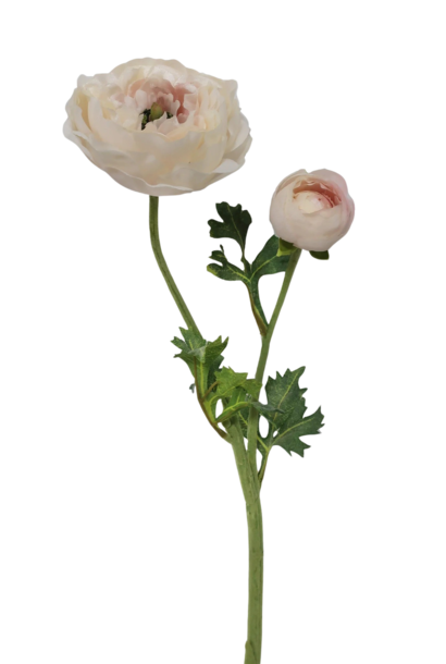 Ranunculus | The Floral Collection, Blush - 19.5 Inch