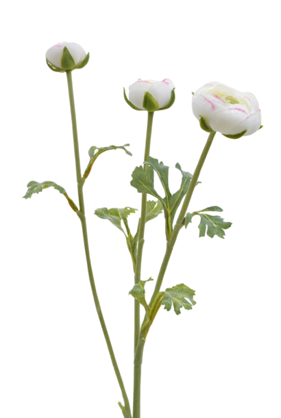 Ranunculus Bud | The Floral Collection, White - 18.5 Inch