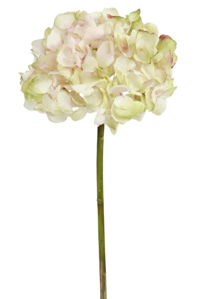 Hydrangea | The Floral Collection, Pink & Green - 19 Inch