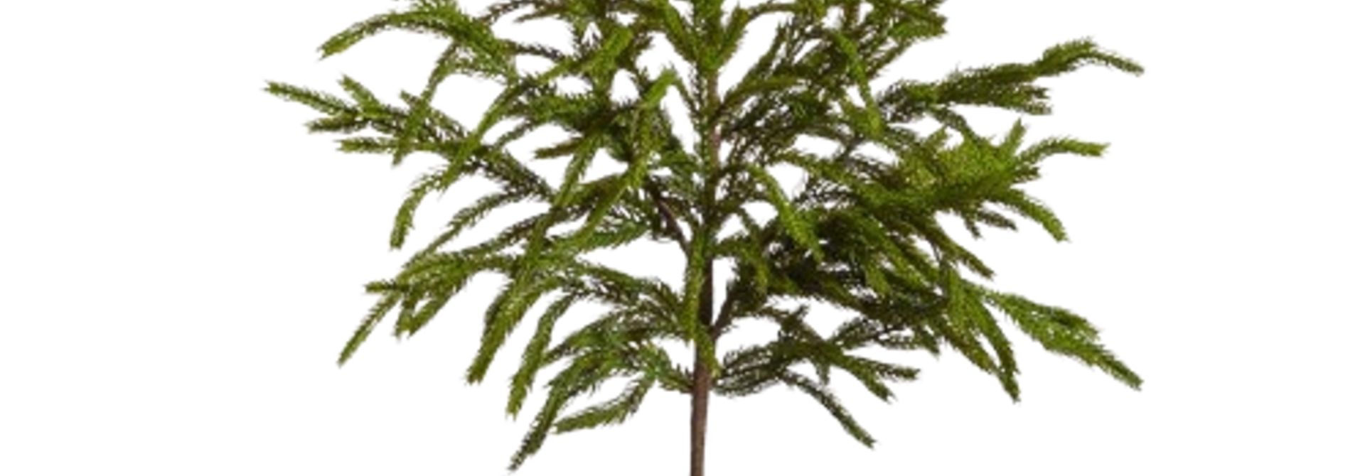 Norfolk Pine | The Holiday Floral Collection, Green - 33 Inch