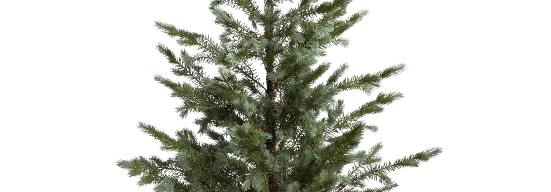 Seedling in Burlap | The Holiday Tree Collection, Colorado Blue Spruce - 23.6 Inch x 23.6 Inch x 49.25 Inch