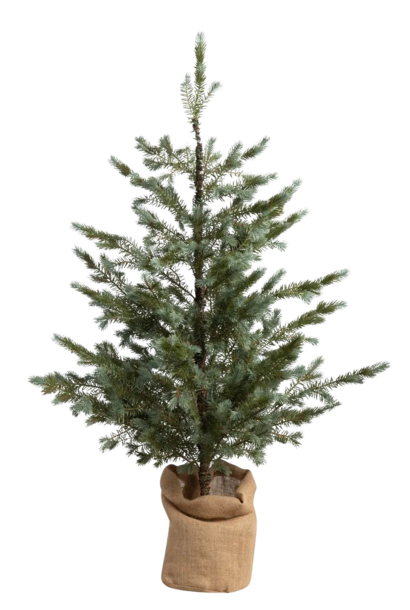 Seedling in Burlap | The Holiday Tree Collection, Colorado Blue Spruce - 23.6 Inch x 23.6 Inch x 49.25 Inch