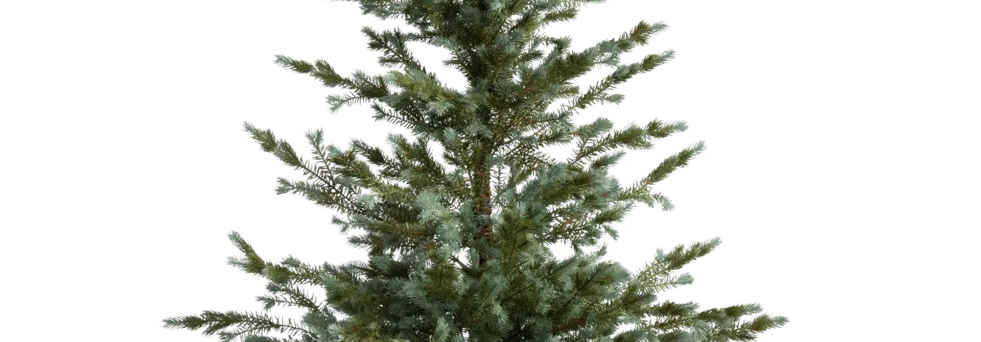 Seedling in Burlap | The Holiday Tree Collection, Colorado Blue Spruce - 27.5 Inch x 27.5 Inch x 61 Inch