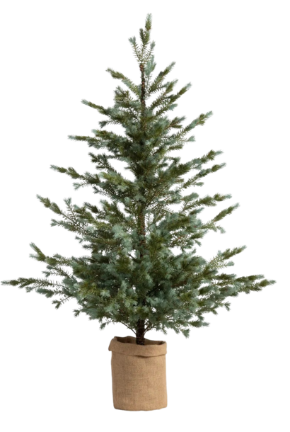 Seedling in Burlap | The Holiday Tree Collection, Colorado Blue Spruce - 27.5 Inch x 27.5 Inch x 61 Inch