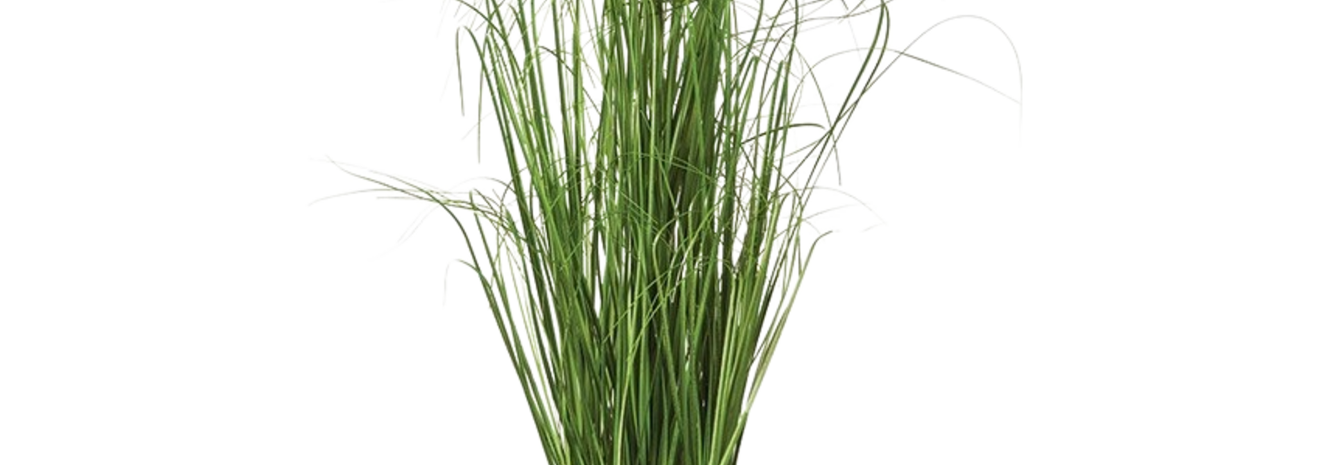 Onion Grass | The Floral Collection, Green - 5 Inch x 5 Inch x 25 Inch
