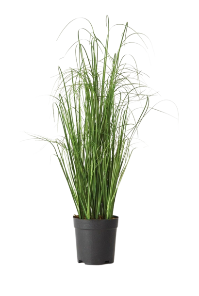 Onion Grass | The Floral Collection, Green - 5 Inch x 5 Inch x 25 Inch