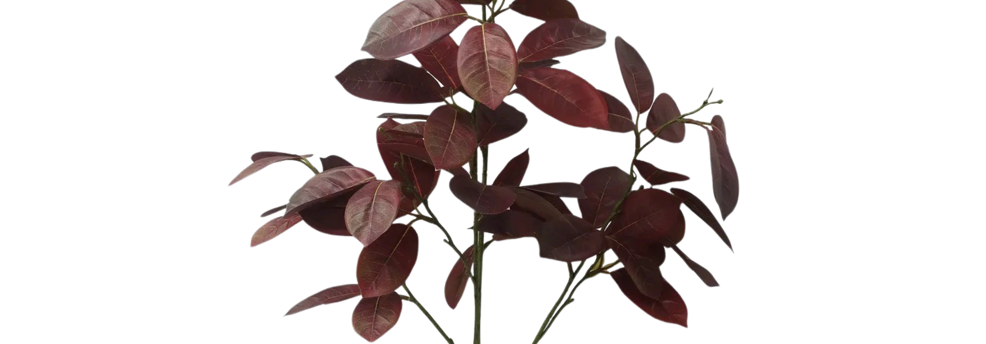 Euphorbia Cotinifolia | The Floral Collection, Burgundy - 12 Inch x 12 Inch x 41 Inch