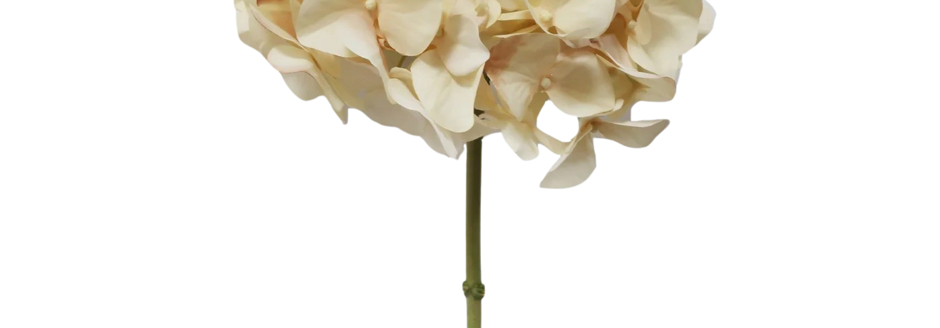 Hydrangea | The Floral Collection, Beige - 8 Inch x 8 Inch x 20.5 Inch