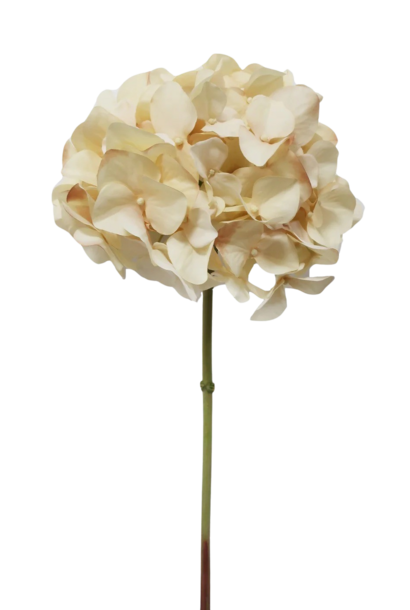Hydrangea | The Floral Collection, Beige - 8 Inch x 8 Inch x 20.5 Inch