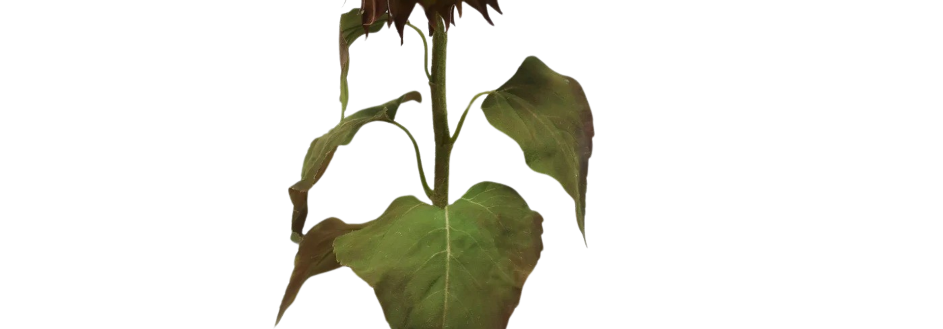 Sunflower | The Floral Collection, Golden Brown - 8 Inch x 7 Inch x 30 Inch