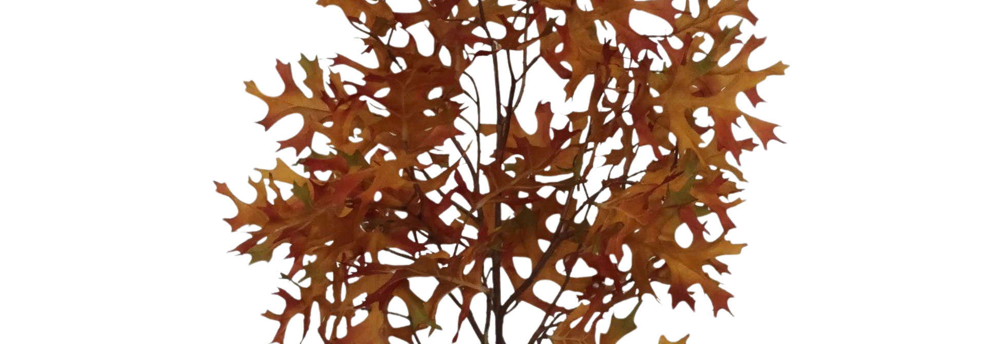 Oak Leaf | The Floral Collection, Golden Brown - 13 Inch x 13 Inch x 45 Inch