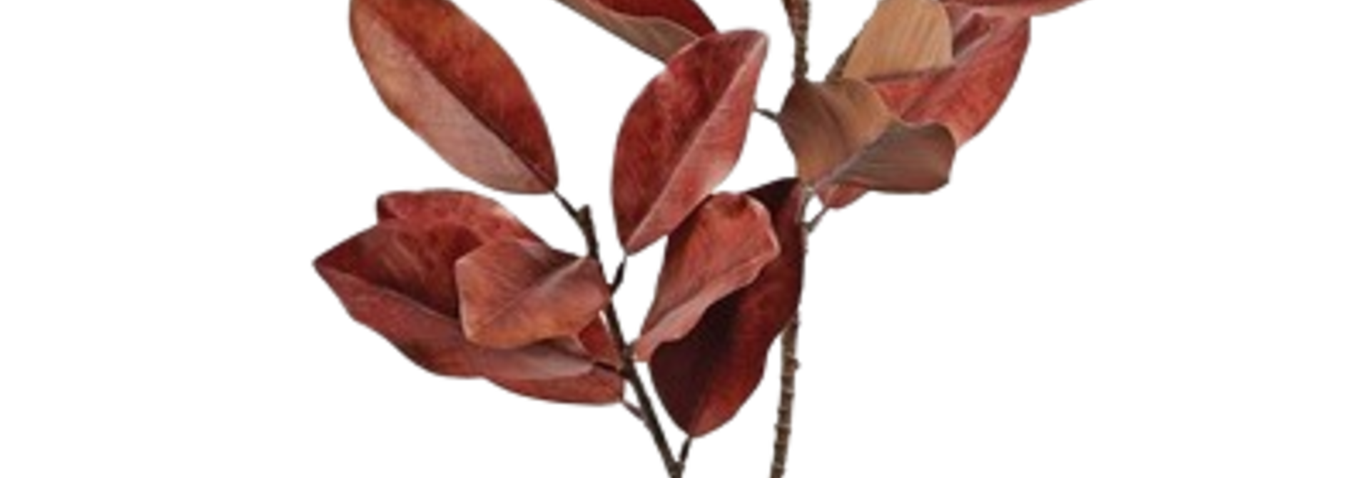 Magnolia Leaf | The Floral Collection, Burgundy - 15 Inch x 16 Inch x 45 Inch