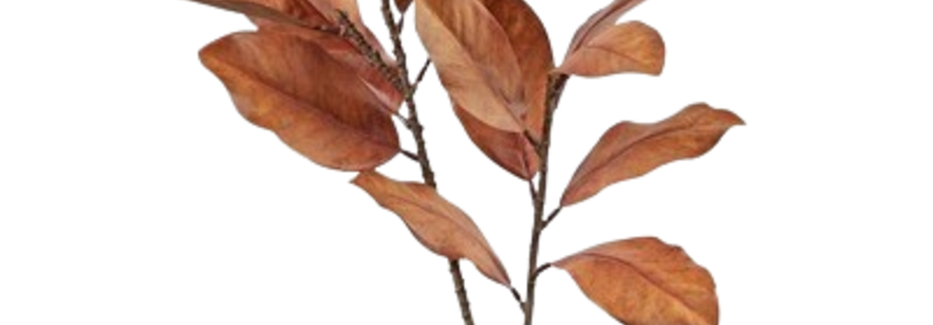 Magnolia Leaf | The Floral Collection, Spice - 15 Inch x 16 Inch x 45 Inch