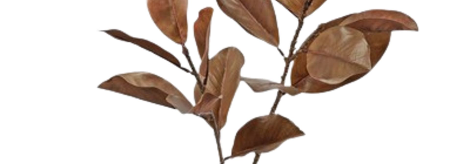 Magnolia Leaf | The Floral Collection, Umber - 15 Inch x 16 Inch x 45 Inch