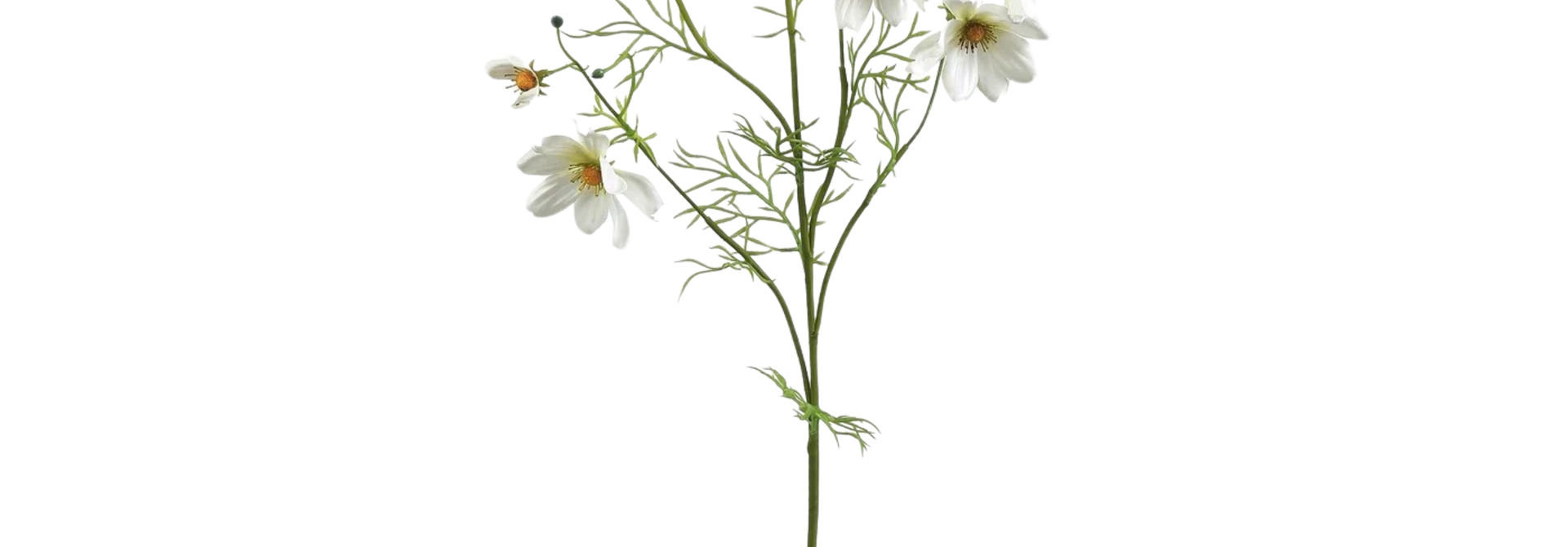 Cosmos | The Floral Collection, White - 10 Inch x 8 Inch x 37 Inch