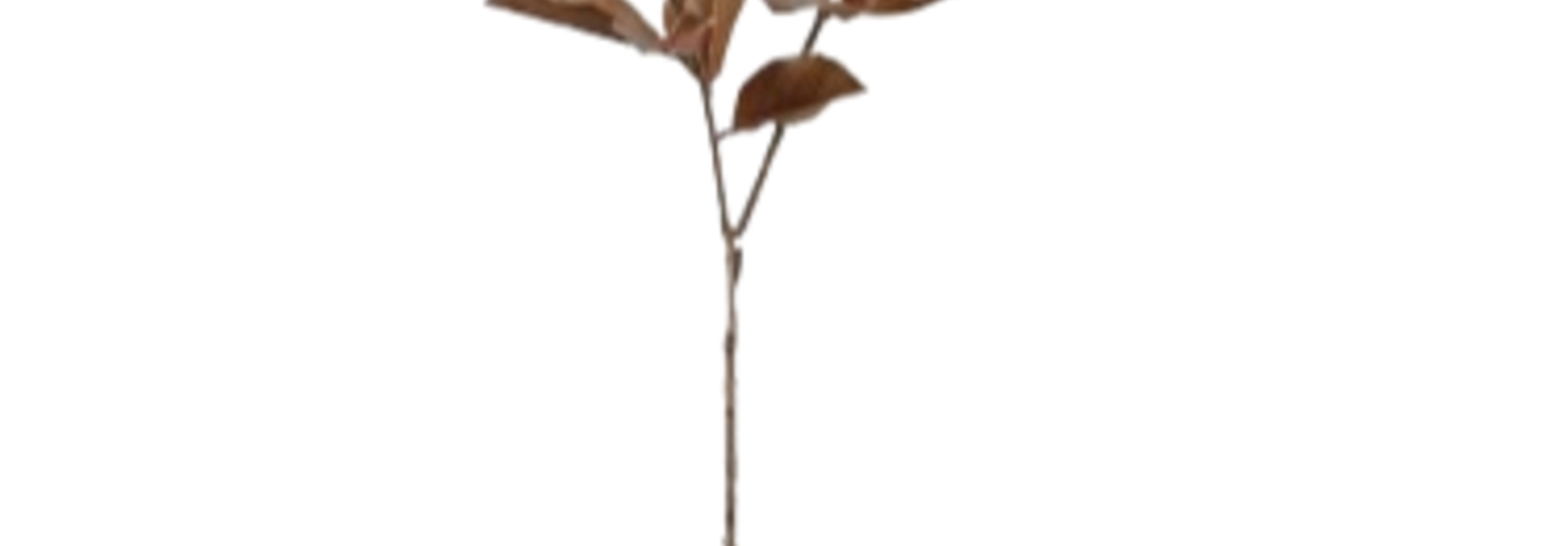 Magnolia Leaf | The Floral Collection, Spice - 15 Inch x 16 Inch x 45 Inch