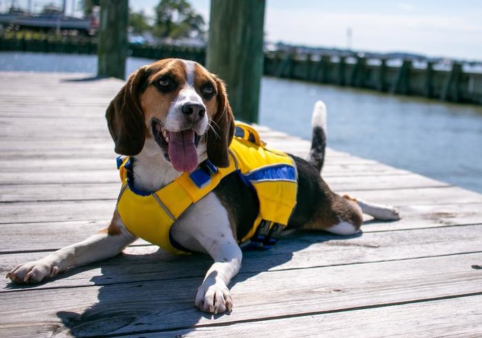 Chesapeake Bay Dog Company Bay Dog Monterey Bay Life Jacket