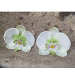 Green Fairy Orchids 2 x