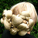 Braided Elf Fantasy Updo