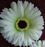 Cream-Green Chrysanthemum Hair Flower 2 x