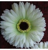 Cream-Green Chrysanthemum Hair Flower 2 x