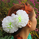 White Chrysanthemum 2 x