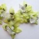 Fair Green Mini Orchids