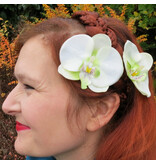 Green Fairy Orchids 2 x