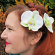 Green Fairy Orchids 2 x