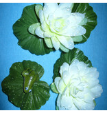 Mermaid Water Lily Hair Flower Set