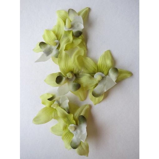 Fair Green Mini Orchids