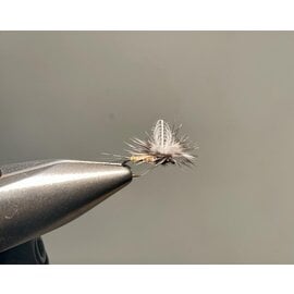 CDC Wing BWO