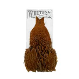 Whiting Brahma Hen Cape Badger