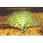 Hareline Dubbin MFC Barred Marabou