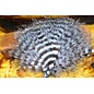 Hareline Dubbin MFC Barred Marabou