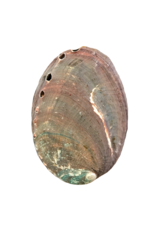 Tropitek Trading LTD Abalone Shell 10cm