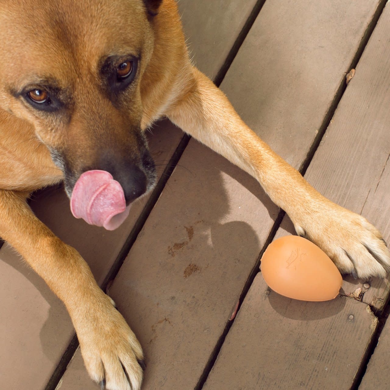 Kikkerland Bouncy Egg Treat Ball