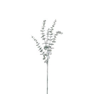 Canfloyd Branche d'eucalyptus enneigé